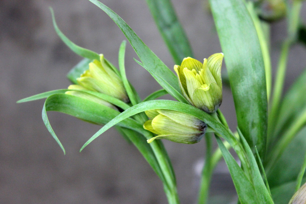 Fritillaria - Yellow - Photo Credit Allison Linder