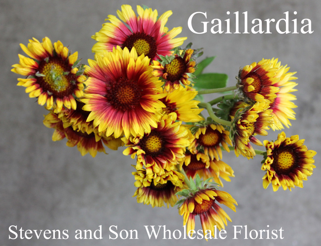Gaillardia - Photo Credit Allison Linder