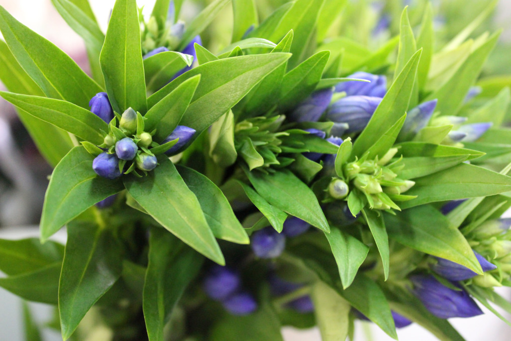 Gentiana - Aerial - Photo Credit Allison Linder