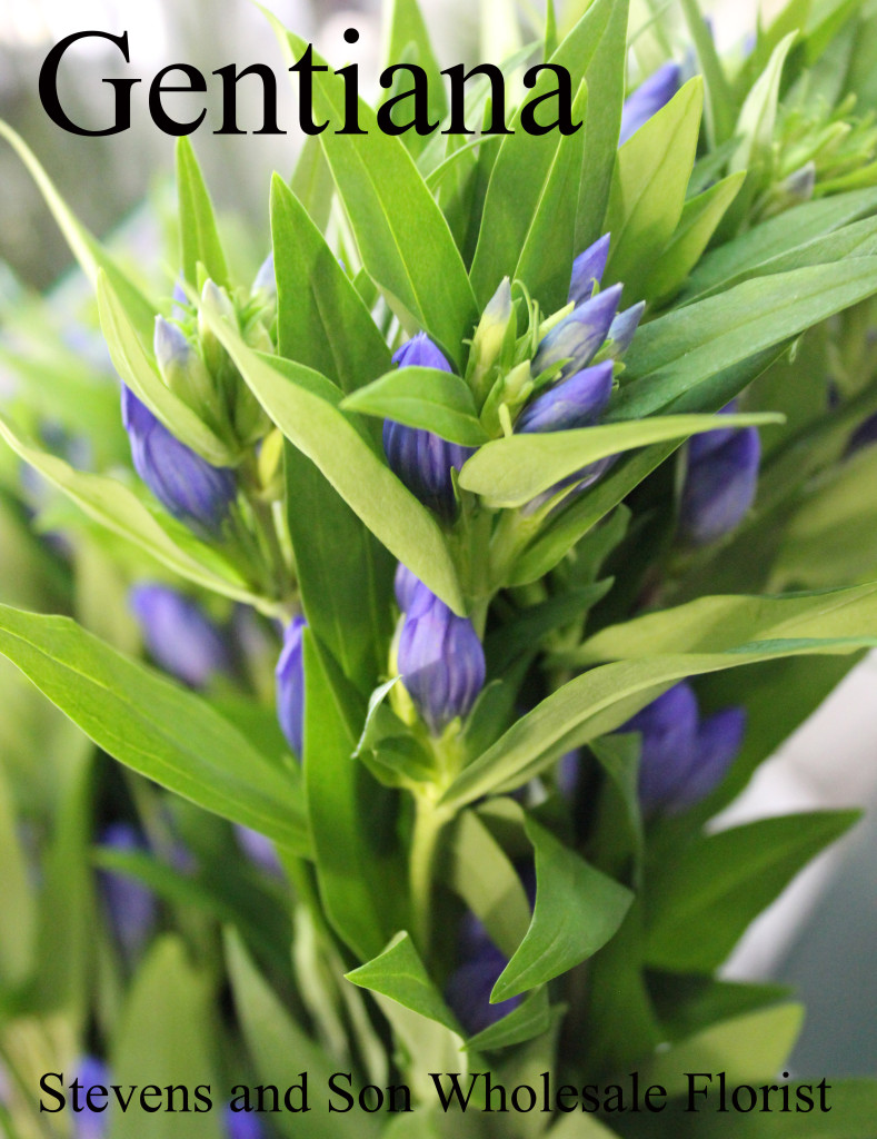 Gentiana - Photo Credit Allison Linder