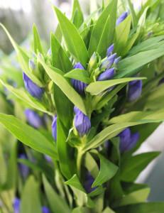 Gentiana - Side - Photo Credit Allison Linder