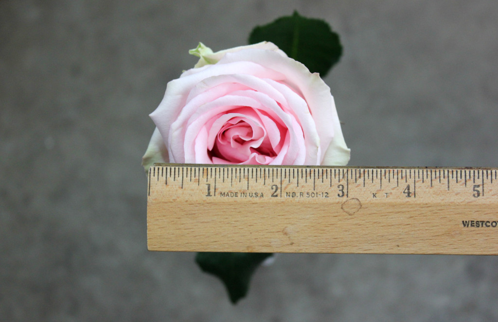 Loraine - Measured - Photo Credit Allison Linder