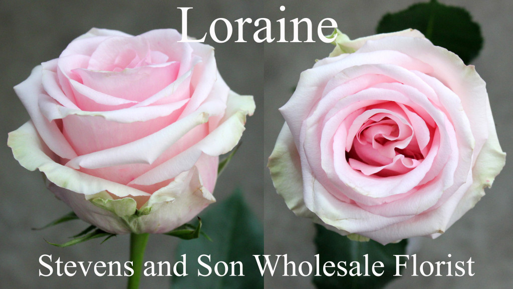 Loraine - Photo Credit Allison Linder