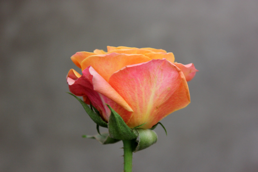 Mambo - Detail - Photo Credit Allison Linder