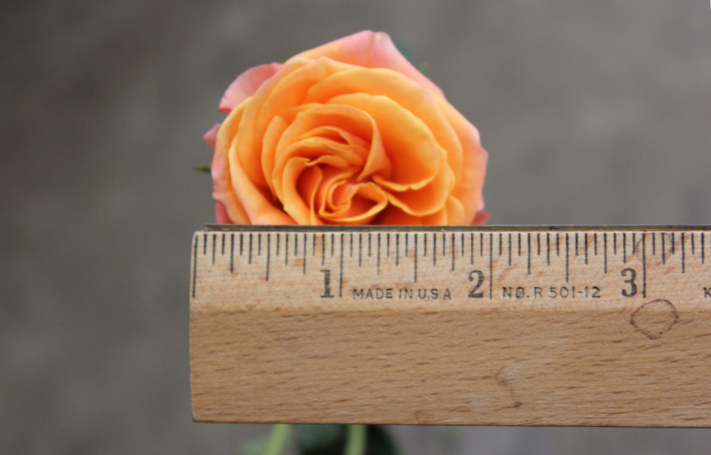 Mambo - Measured - Photo Credit Allison Linder