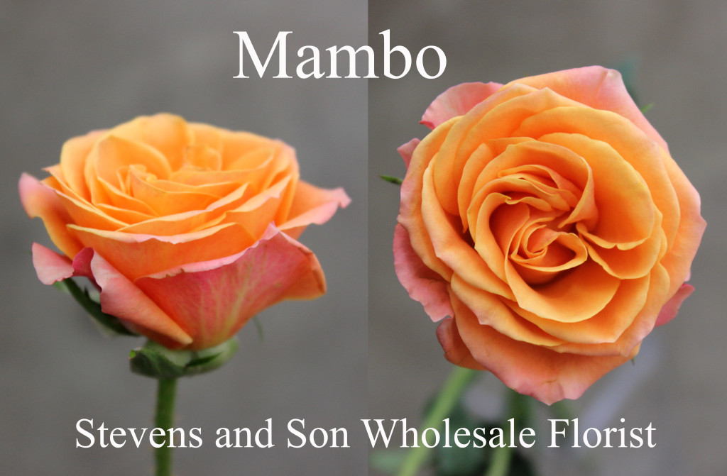 Mambo - Photo Credit Allison Linder