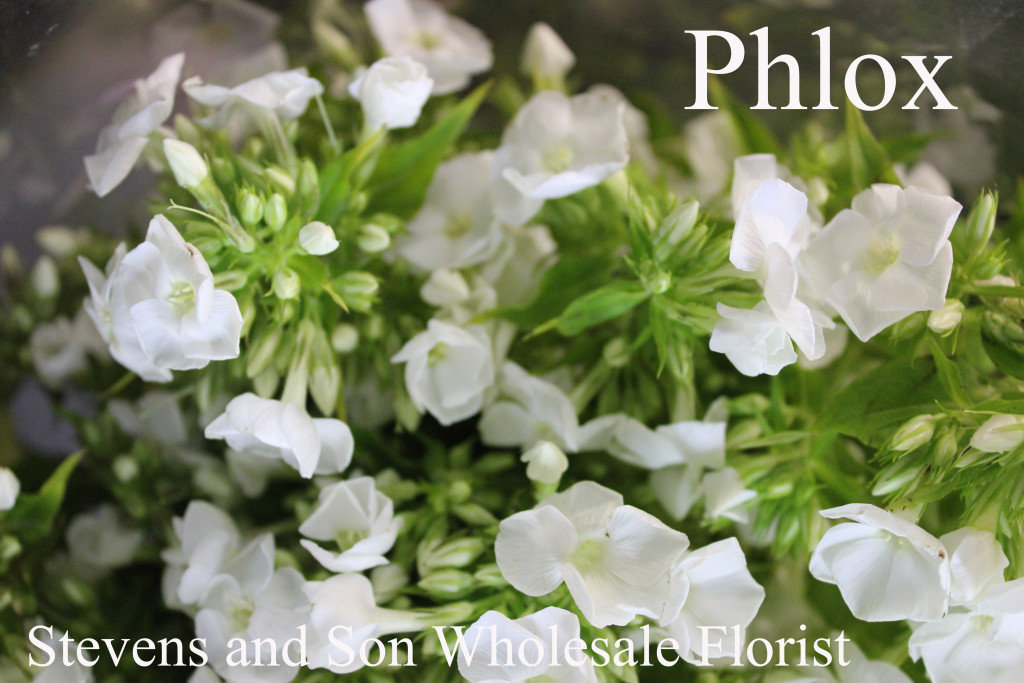 Phlox - Photo Credit Allison Linder