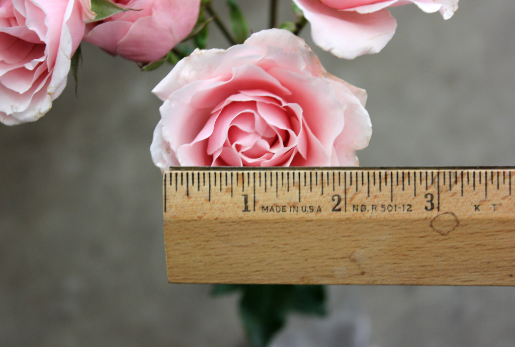 Pink Majolika - Measured - Photo Credit Allison Linder