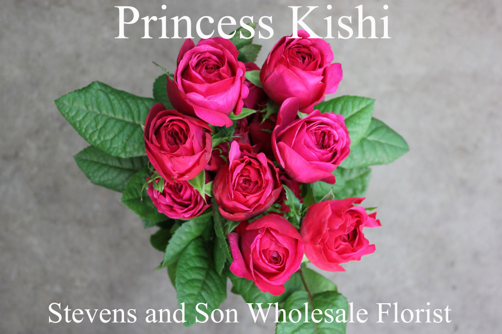 Princess Kishi - Aerial - Photo Credit Allison Linder