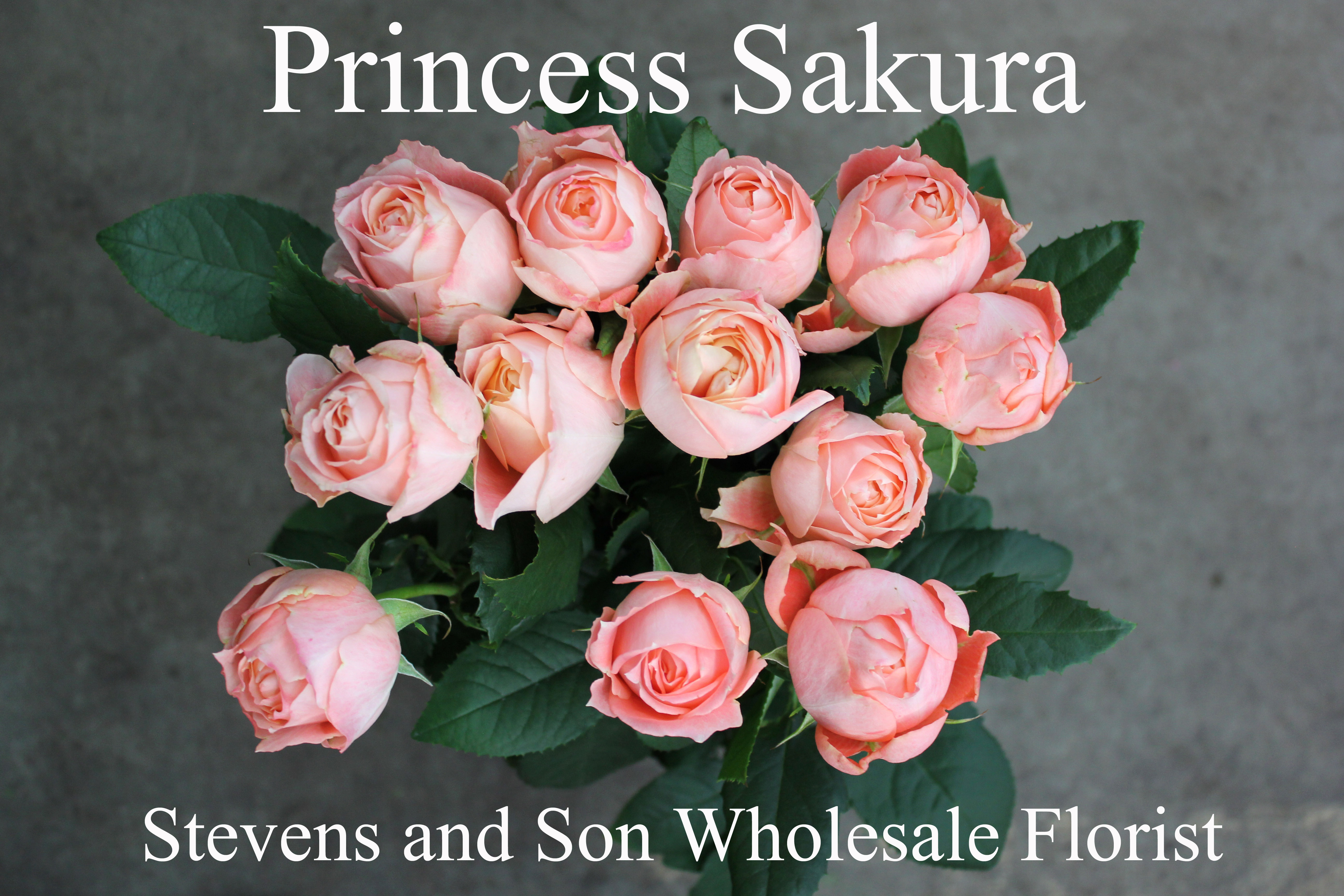 Roses Search By Name | Stevens and Son Wholesale Florist