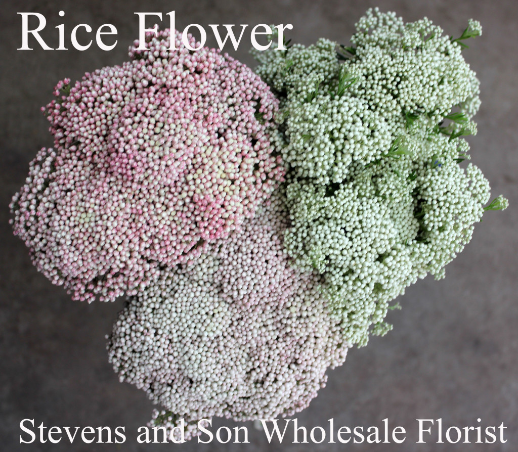 Rice Flower - Photo Credit Allison Linder