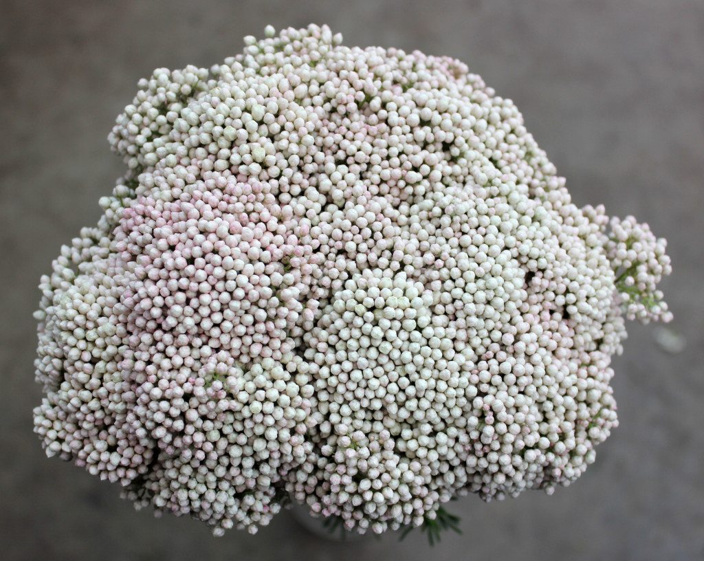 Riceflower - Aerial White - Photo Credit Allison Linder