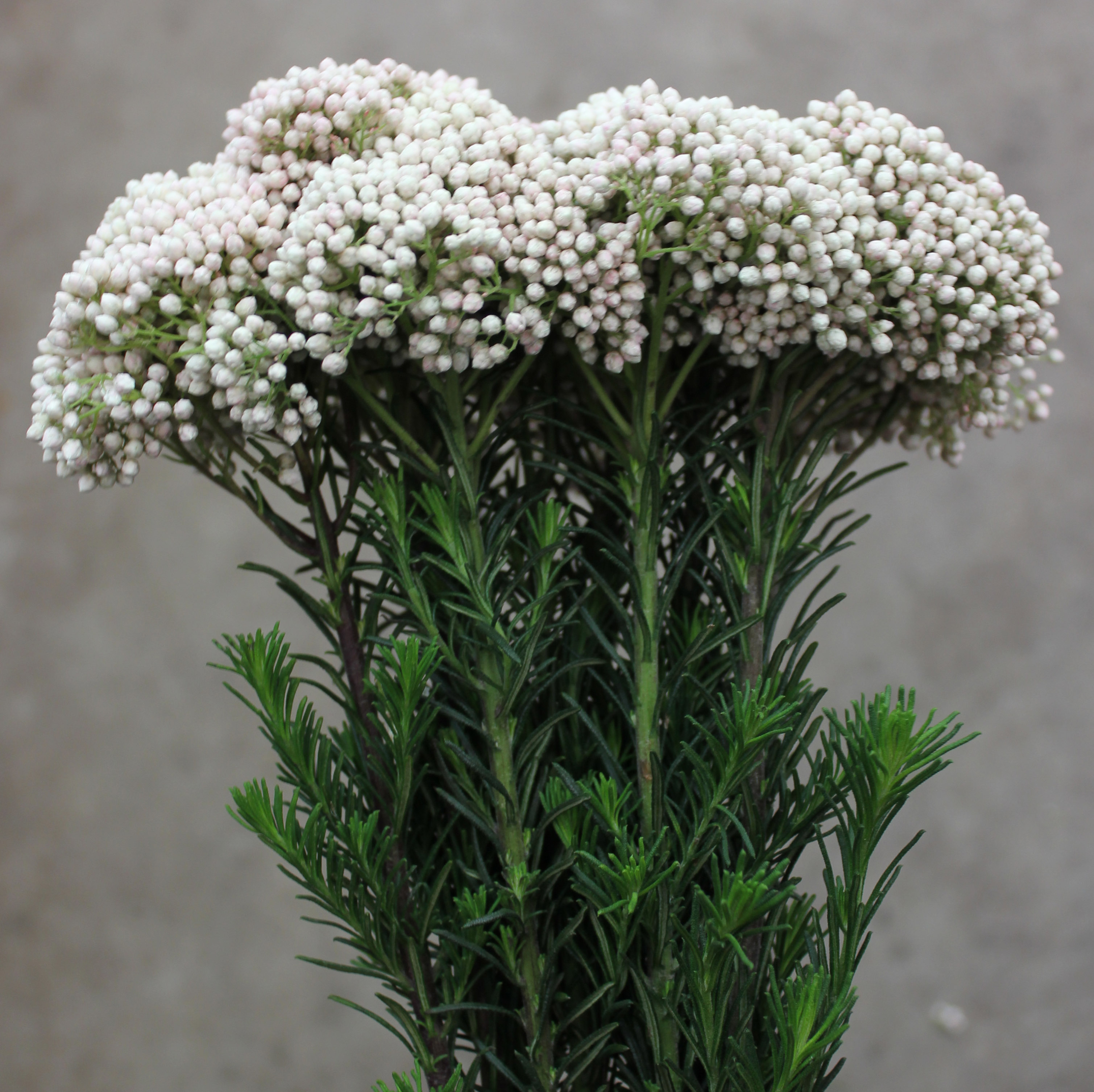 Rice Flower Stevens and Son Wholesale Florist