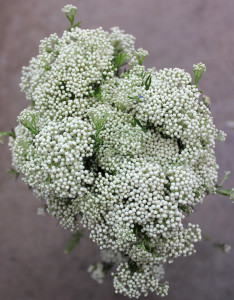 Riceflower - White CA Aerial - Photo Credit Allison Linder
