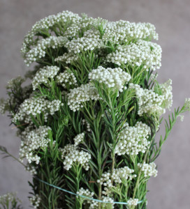 Riceflower - White CA - Photo Credit Allison Linder