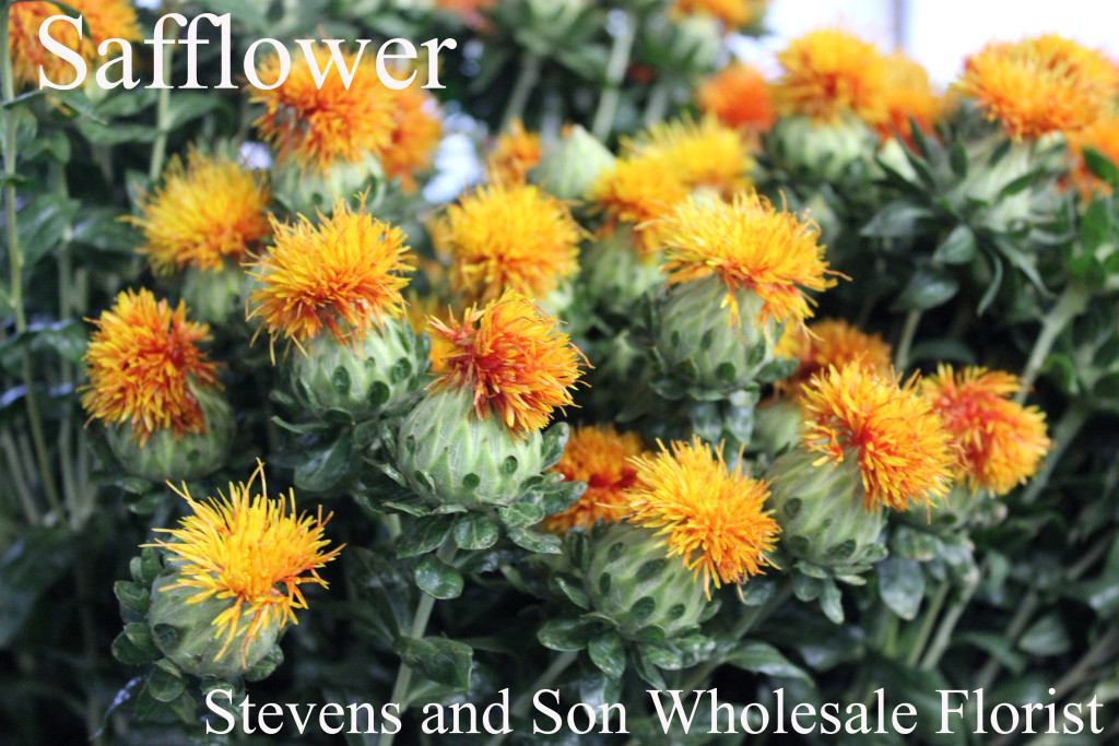 Safflower - Photo Credit Allison Linder