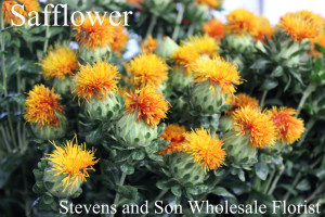 Safflower - Photo Credit Allison Linder