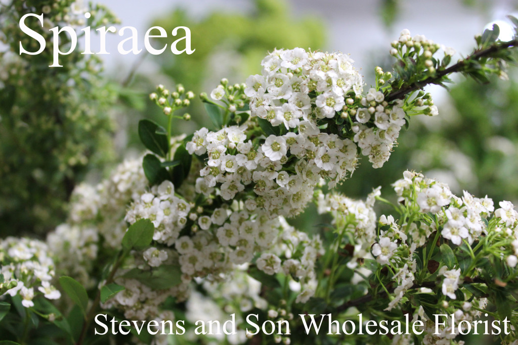 Spiraea - Photo Credit Allison Linder