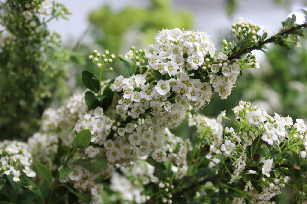 Spiraea - Side - Photo Credit Allison Linder