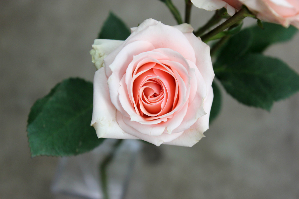 Star Blush - Aerial - Photo Credit Allison Linder