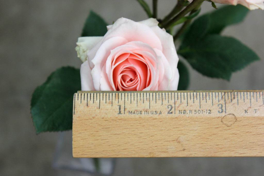 Star Blush - Measured - Photo Credit Allison Linder