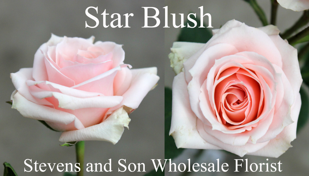 Star Blush - Photo Credit Allison Linder