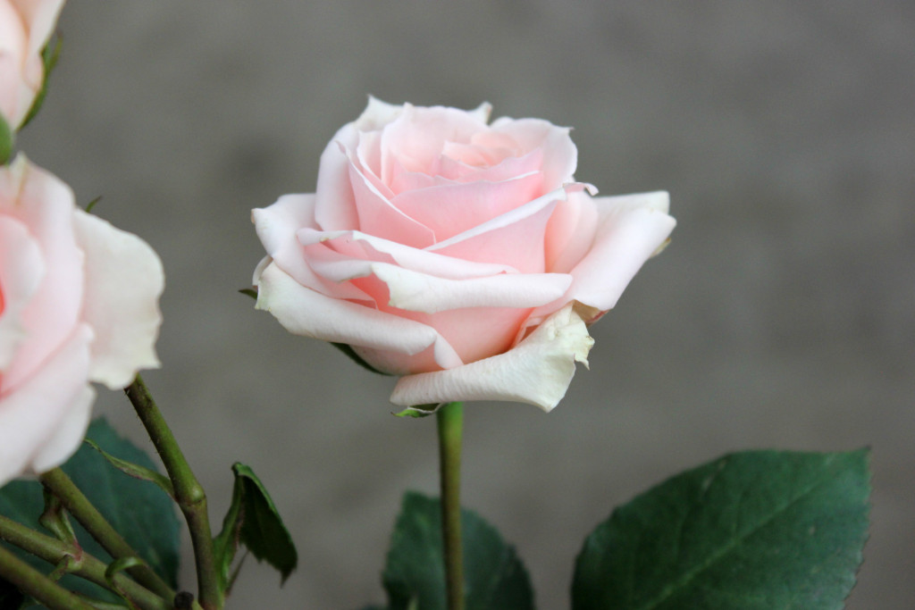 Star Blush - Side - Photo Credit Allison Linder