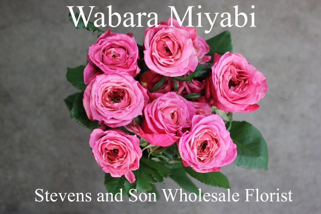 Wabara Miyabi - Aerial - Photo Credit Allison Linder