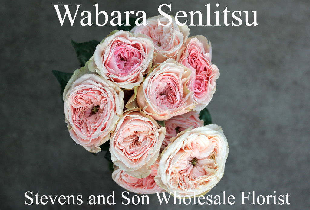 Wabara Senlitsu - Aerial - Photo Credit Allison Linder
