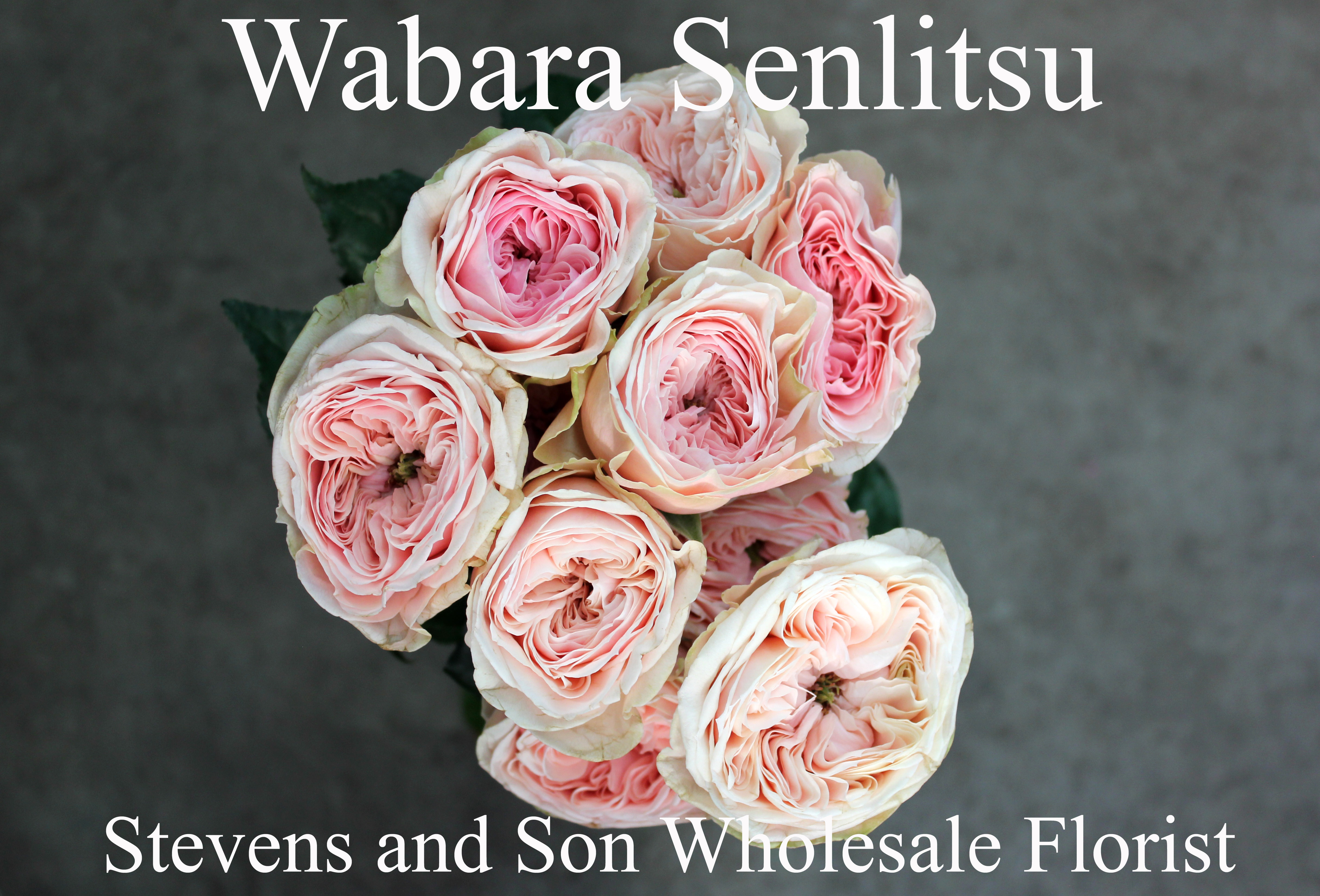 Garden Roses | Stevens and Son Wholesale Florist