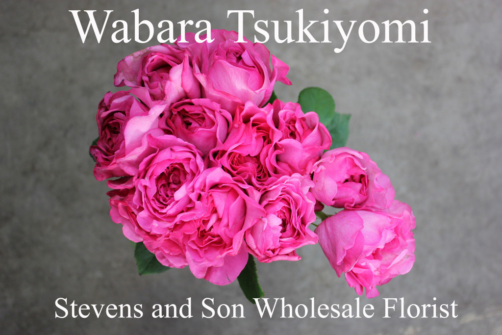 Wabara Tsukiyomi - Aerial - Photo Credit Allison Linder
