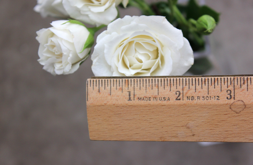 White Majolika - Measured - Photo Credit Allison Linder