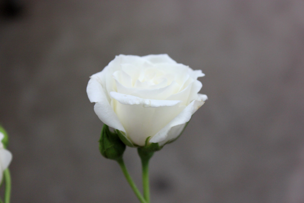 White Majolika - Side - Photo Credit Allison Linder