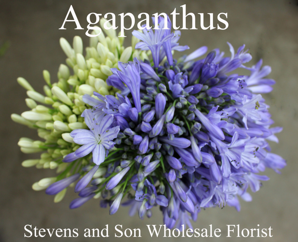Agapanthus - Photo Credit Allison Linder