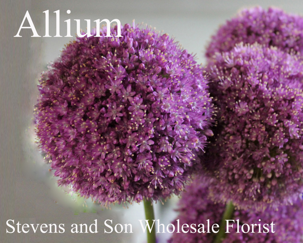 Allium- Photo Credit Allison Linder
