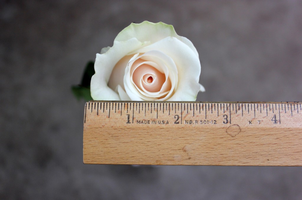 Amelia - Measured - Photo Credit Allison Linder