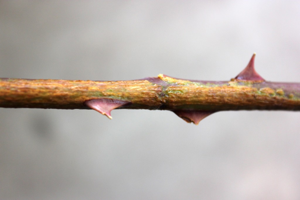 Black Magic - Detail Stem - Photo Credit Allison Linder
