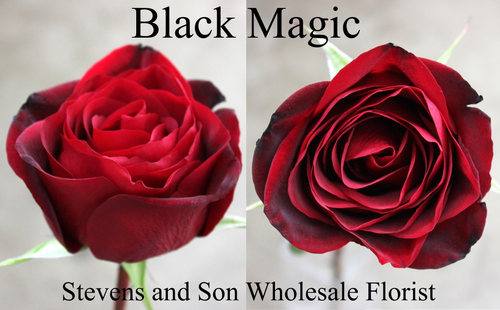 Black Magic - Photo Credit Allison Linder