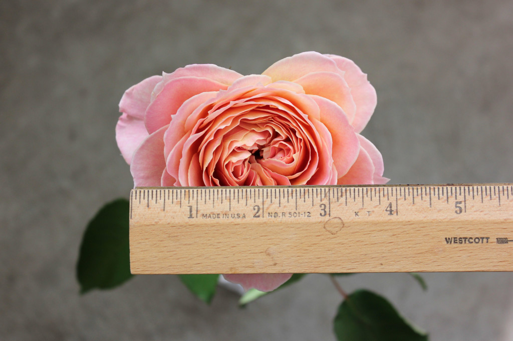 Carmel Antike - Measured - Photo Credit Allison Linder