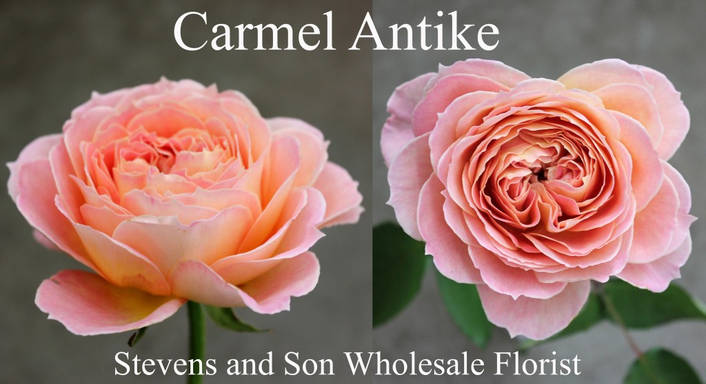 Carmel Antike - Photo Credit Allison Linder