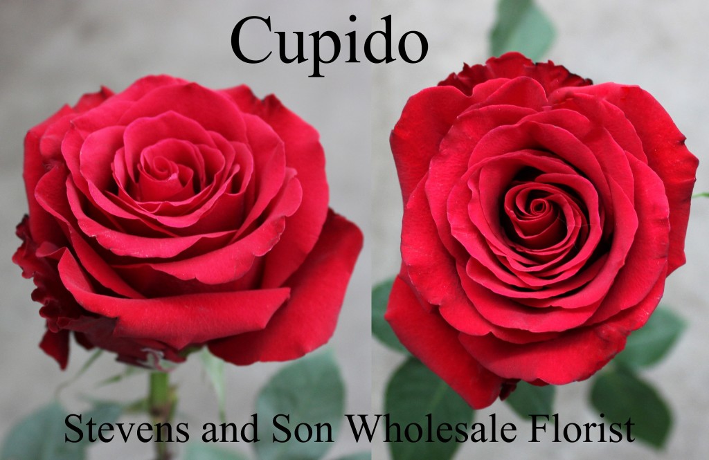 Cupido - Photo Credit Allison Linder