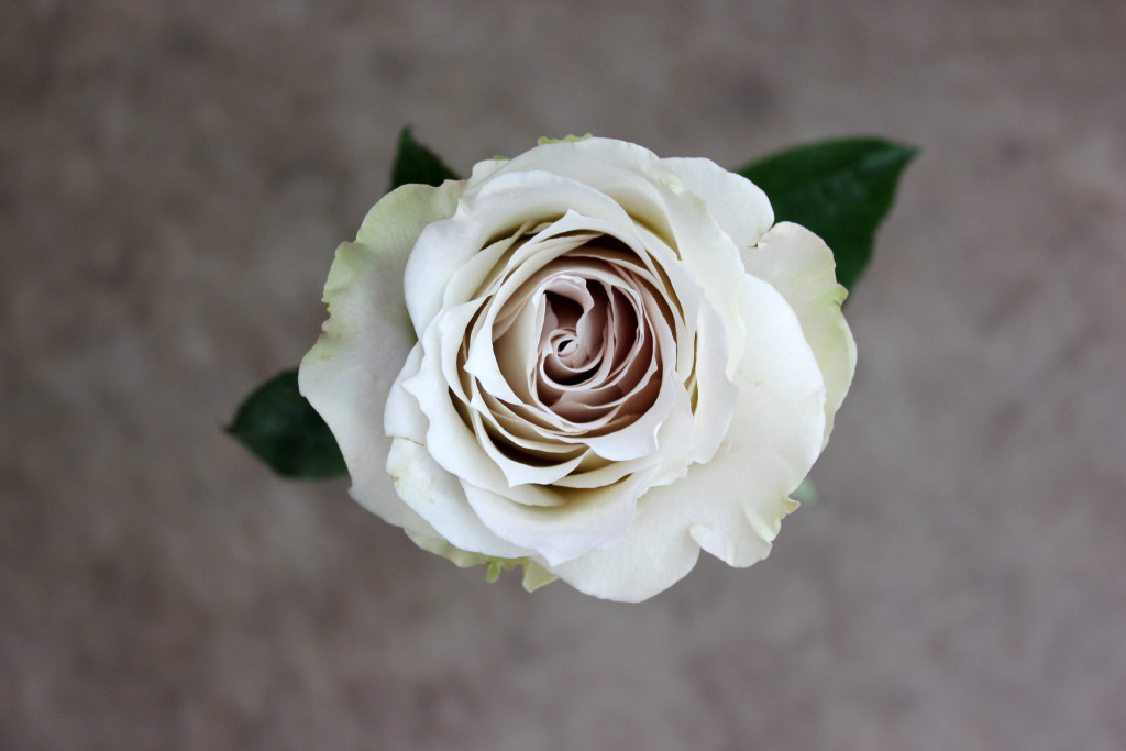 Early Grey Stevens and Son Wholesale Florist