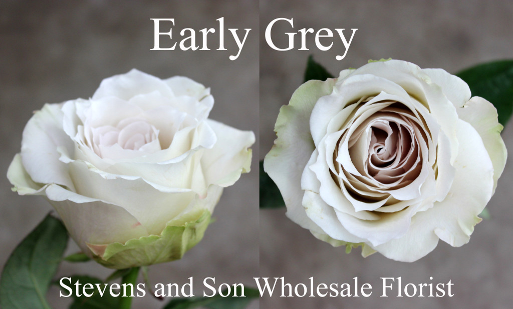 Early Grey - Photo Credit Allison Linder