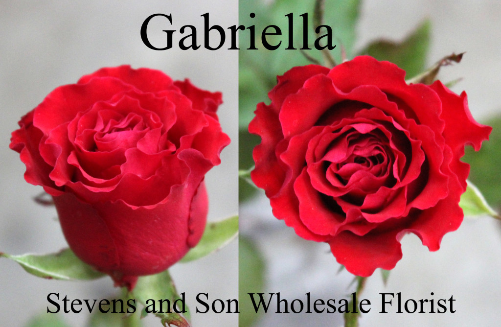 Garbiella - Photo Credit Allison Linder