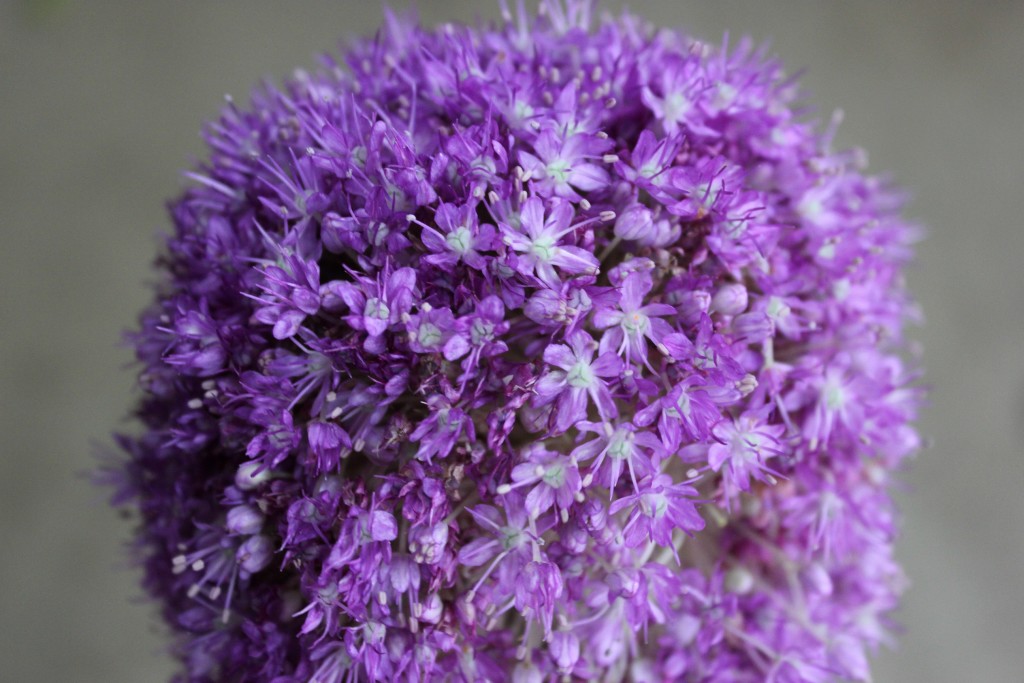 Giant Allium - Detail - Photo Credit Allison Linder