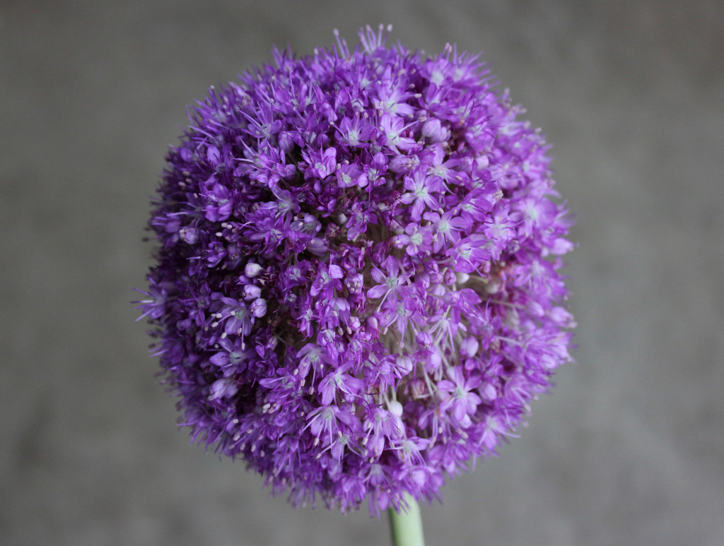 Giant Allium - Photo Credit Allison Linder