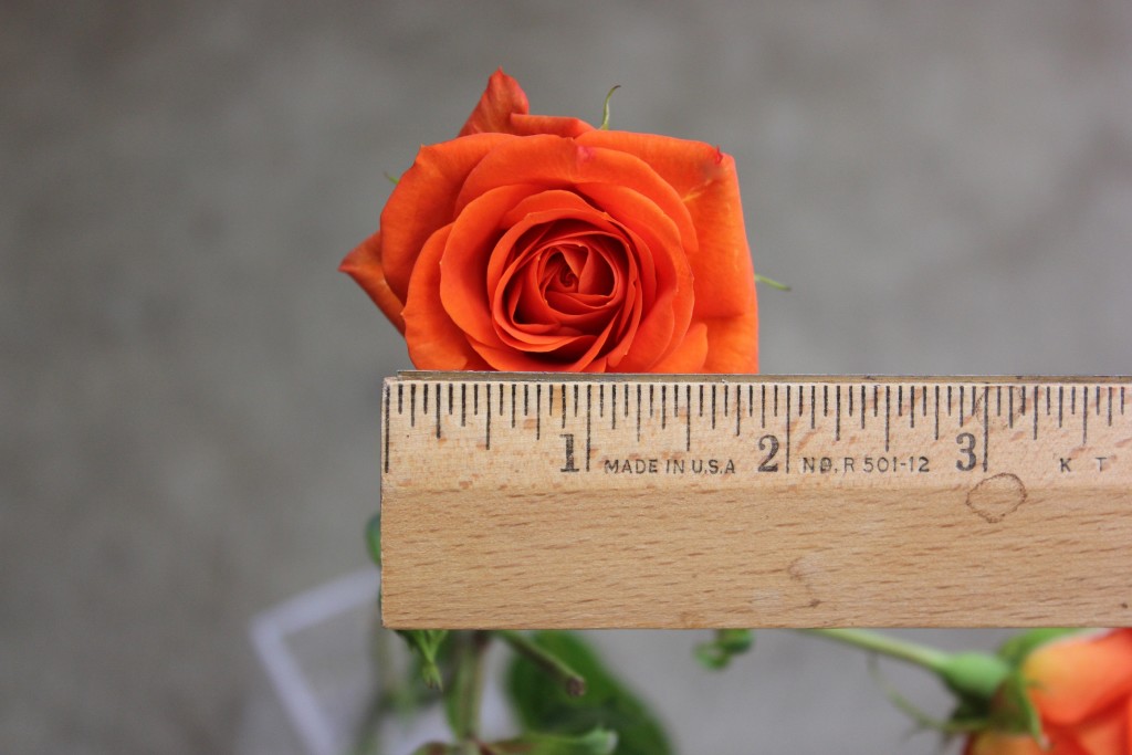 Jazzabell - Measured - Photo Credit Allison Linder