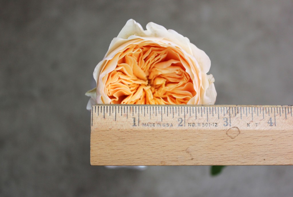 Juliet - Measured - Photo Credit Allison Linder