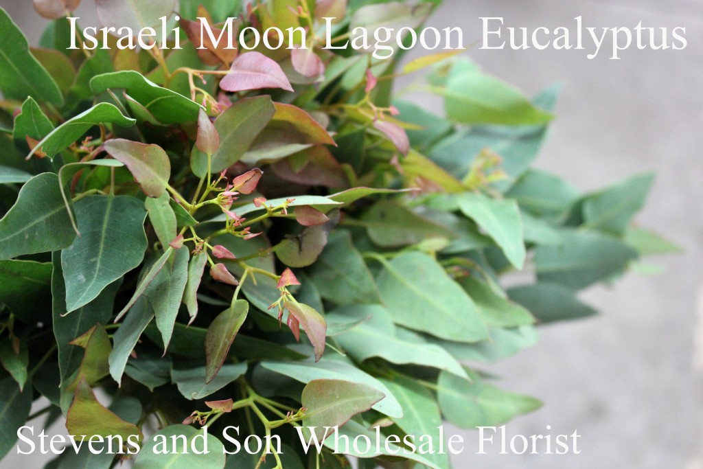 Moon Lagoon Israeli - Photo Credit Allison Linder