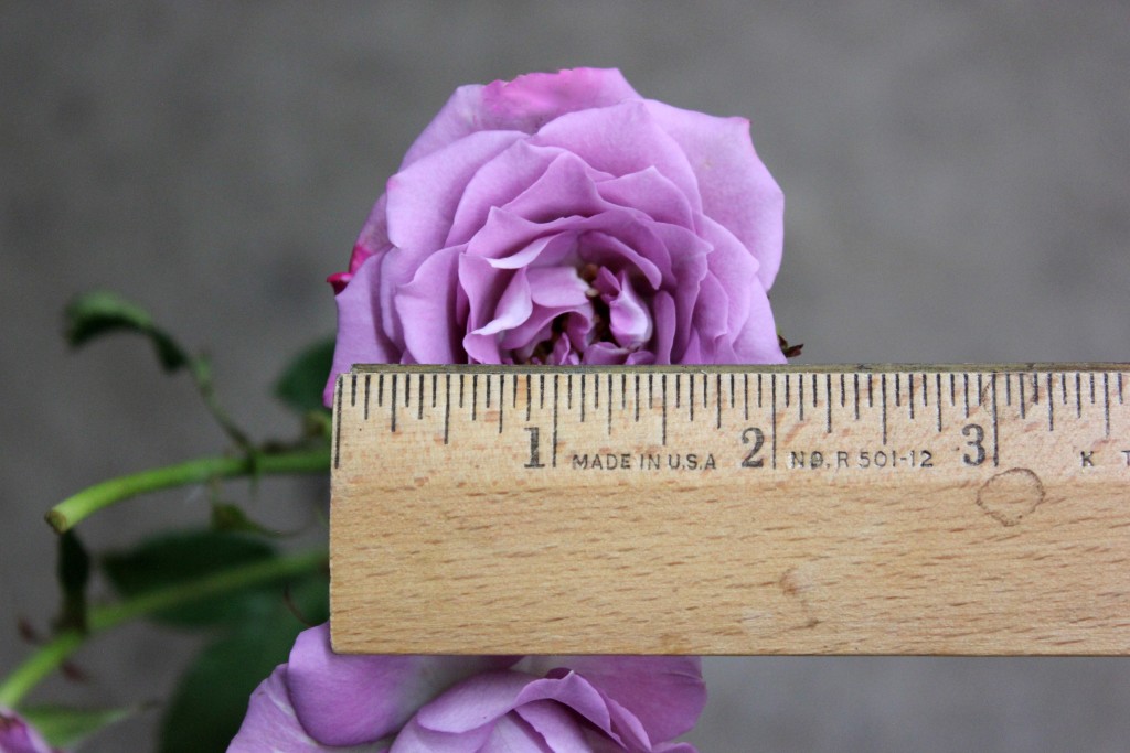 Ocean Mikado - Measured - Photo Credit Allison Linder